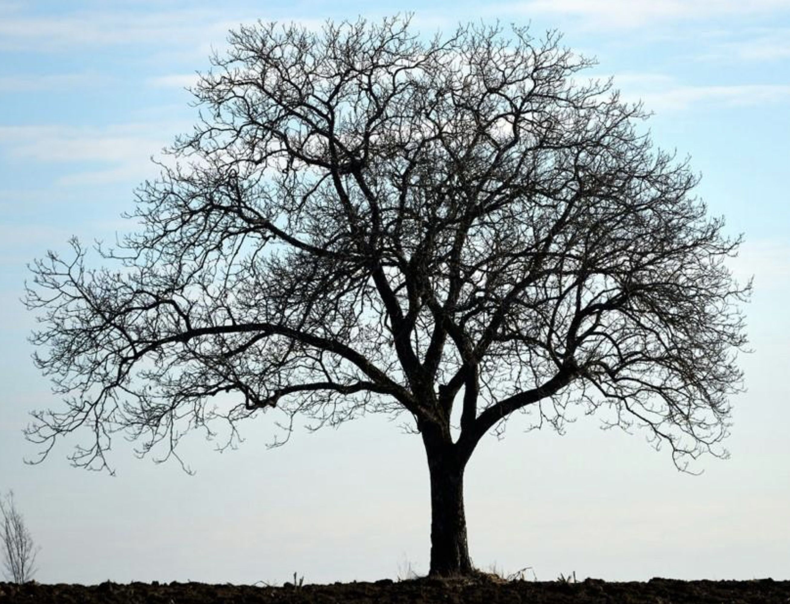 mondrians horizontal tree - pencil painting - abstract